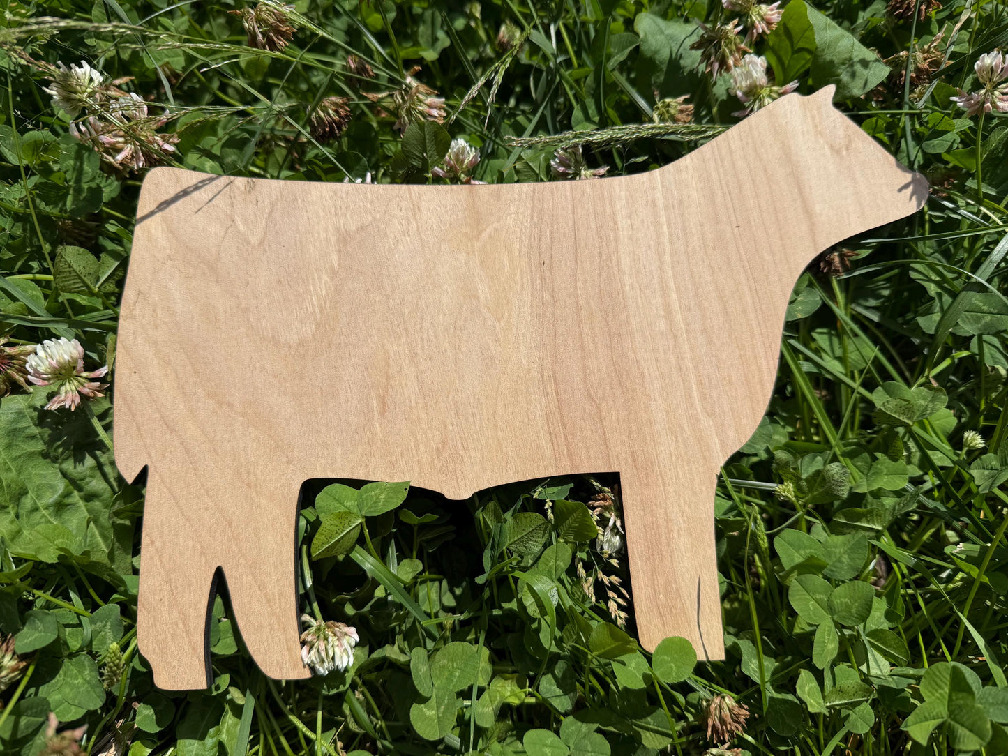Steer cutout for signs at fair show, blank steer for custom sign decorations, cattle, market steer stall sign